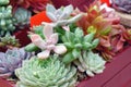 Close up shot of cute succulent plants in basket.