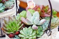 Close up shot of cute succulent plants in basket.