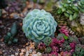 Echeveria Ã¢â¬ËGreen GilvaÃ¢â¬â¢ Ã¢â¬â Wax Rosette a Succulent plants flowers in garden