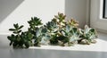Succulent Plants Arranged on a Window Sill in Natural Light Royalty Free Stock Photo