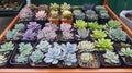 Succulent plants arrangement, various colors and types in pots Royalty Free Stock Photo