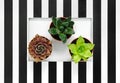 Succulent plants on black and white striped background Royalty Free Stock Photo