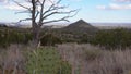 Succulent plants and cacti on the mountainsides in the desert of New Mexico