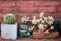 View of succulent plants and cactus in plantpots against old wall of concrete and red bricks