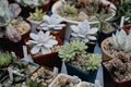 Succulent plants and cactus in pots for sale in street market. Close-up. Selective focus