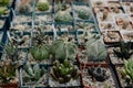 Succulent plants and cactus in pots for sale in street market. Close-up. Selective focus