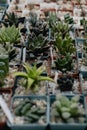 Succulent plants and cactus in pots for sale in street market. Close-up. Selective focus