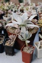 Succulent plants and cactus in pots for sale in street market. Close-up. Selective focus