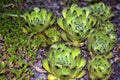 Succulent plants, cactus, Stone rose in flower bed in botanical garden. Beauty in nature, detail. Close-up. Royalty Free Stock Photo