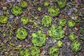Succulent plants, cactus, Stone rose in flower bed in botanical garden. Close-up. Selective focu Royalty Free Stock Photo