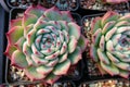 Succulent plants Royalty Free Stock Photo