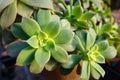 Succulent plants Royalty Free Stock Photo