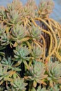 Succulent plants Royalty Free Stock Photo