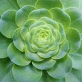 Succulent plants Royalty Free Stock Photo