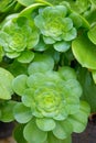 Succulent plants Royalty Free Stock Photo