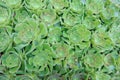 Succulent plants Royalty Free Stock Photo