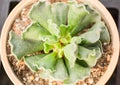 Succulent plants Royalty Free Stock Photo