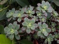 Succulent plants. Close-up view of an Aeonium haworthii Kiwi, beautiful rosette of green leaves with pink edges, with raindrops. Royalty Free Stock Photo