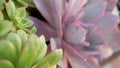 Succulent plants collection, gardening in California, USA. Home garden design, diversity of various botanical hen and Royalty Free Stock Photo