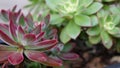 Succulent plants collection, gardening in California, USA. Home garden design, diversity of various botanical hen and Royalty Free Stock Photo