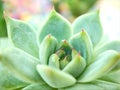 succulent plants Echeveria water drops  Ghost-plant  cactus desert with blurred background  macro image  soft focus Royalty Free Stock Photo