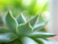 succulent plants Echeveria water drops  Ghost-plant  cactus desert with blurred background  macro image  soft focus Royalty Free Stock Photo