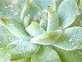 succulent plants Echeveria water drops Ghost-plant cactus desert plants with blurred background macro image soft focus