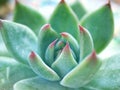 Succulent plants Echeveria water drops ,Ghost-plant, cactus desert plants with blurred background ,macro image ,soft focus ,sweet Royalty Free Stock Photo