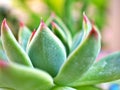 Succulent plants Echeveria water drops ,Ghost-plant, cactus desert plants with blurred background ,macro image ,soft focus ,sweet Royalty Free Stock Photo