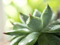 succulent plants Echeveria water drops  Ghost-plant  cactus desert plants with blurred background  macro image  soft focus Royalty Free Stock Photo