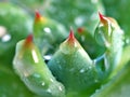 Succulent plants Echeveria water drops ,Ghost-plant, cactus desert plants with blurred background ,macro image ,soft focus Royalty Free Stock Photo