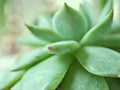 succulent plants Echeveria water drops  Ghost-plant  cactus desert with blurred background  macro image  soft focus Royalty Free Stock Photo