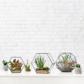 Succulent plants in florarium vases