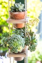 Succulent plants in flower pots.