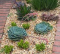 Succulent plants garden Royalty Free Stock Photo