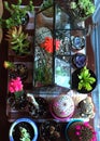 Succulent Plants Garden, Colourful, Cactus, Herbal, Flowers, Collection, Carnivorous Plant Venus Fly Trap