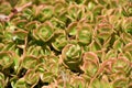 Succulent Plants in a Garden During the Summer Royalty Free Stock Photo