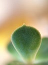 Green leaf Ghot-plant ,Graptopetalum paraguayense in garden with blurred background , macro image ,blurred photo and soft fo Royalty Free Stock Photo