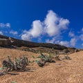 Succulent plants grow in a shell rock