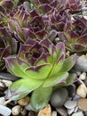 Succulent plants growing in the rocks. Close-up. A group of evergreen ground cover plants in a rockery Royalty Free Stock Photo