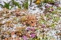 Succulent plants growing in rocks in early spring on a sunny day. early blooming spring flower sprinkled with snow Royalty Free Stock Photo