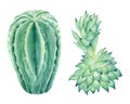 Succulent plants hand drawn watercolor raster illustration set