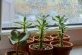 Succulent plants at home by the window Royalty Free Stock Photo