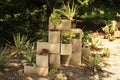 Succulent plants inside center blocks in a succulent garden Royalty Free Stock Photo