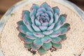 Lovely succulent plants