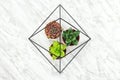 Succulent plants in a metal decorative frame Royalty Free Stock Photo