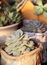 Succulent plants multicapacity process