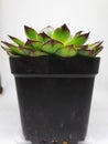 Succulent plants Royalty Free Stock Photo