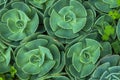 Succulent plants in ooty forming a pattern Royalty Free Stock Photo