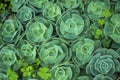 Succulent plants in ooty forming a pattern Royalty Free Stock Photo